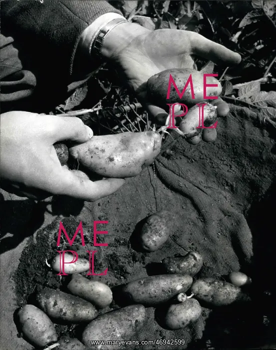 : Dr William Black's potato research in Edinburgh, Scotland : Dr William Black's potato research in Edinburgh, Scotland