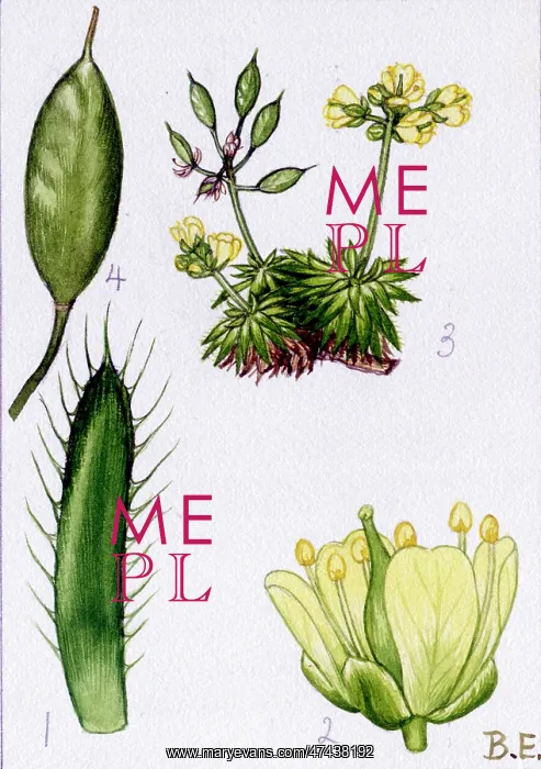 : Draba aizoides