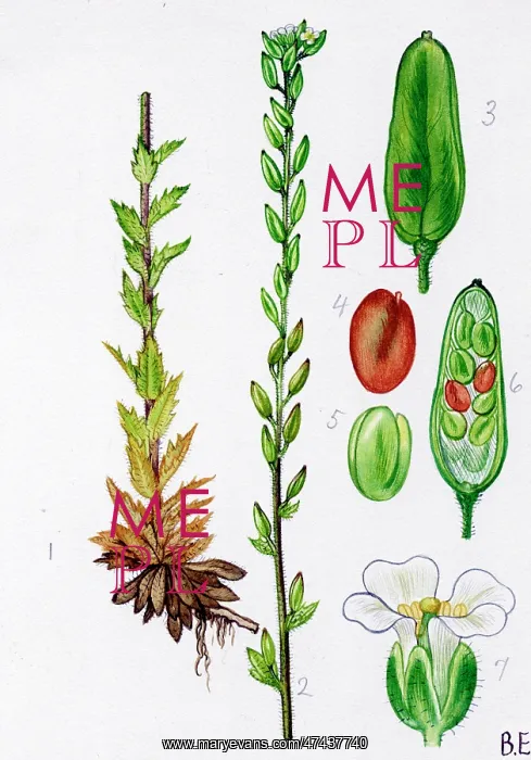  : Draba incana