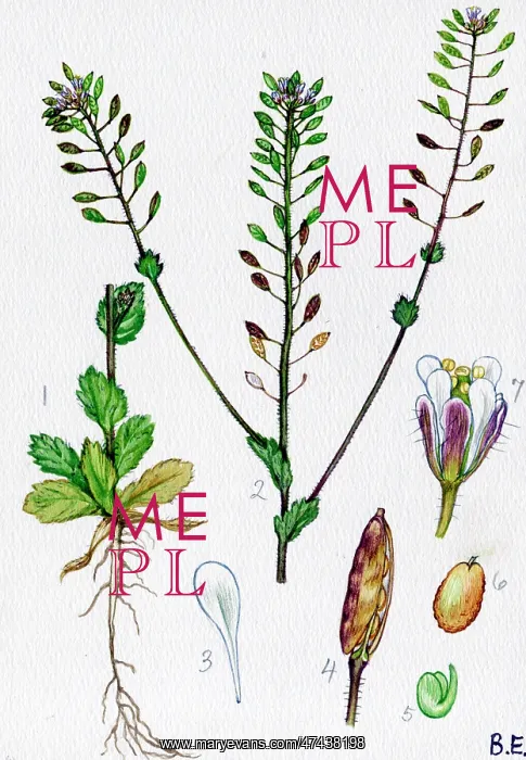  : Draba muralis