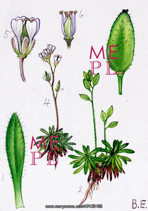  : Draba norvegica