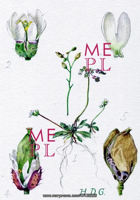  : Draba Verna