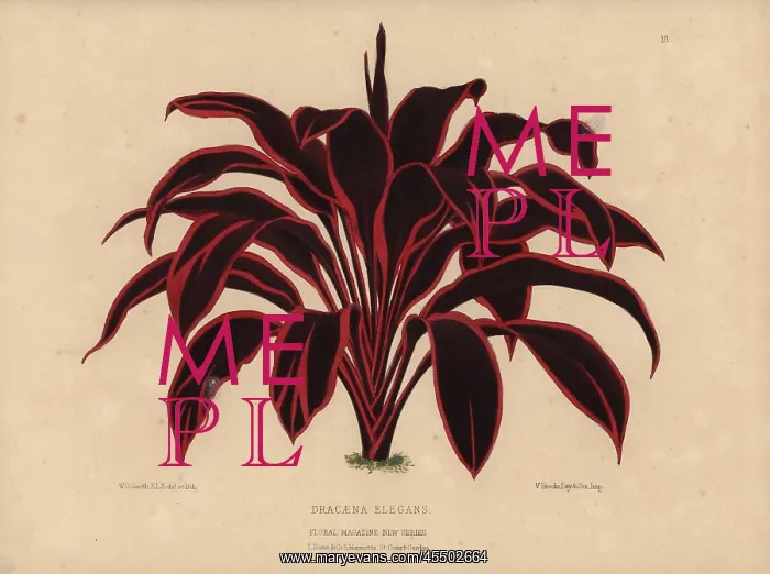 : Dracaena elegans, tropical plant with dramatic : Dracaena elegans, tropical plant with dramatic