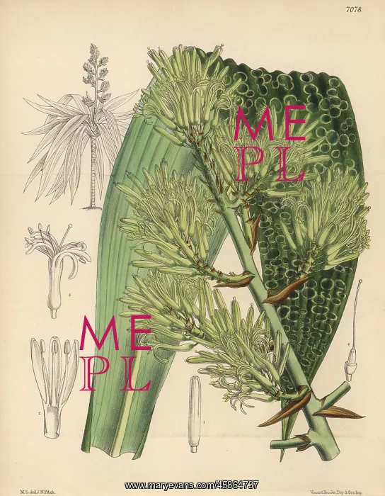 : Dracaena marmorata native to Singapore : Dracaena marmorata native to Singapore