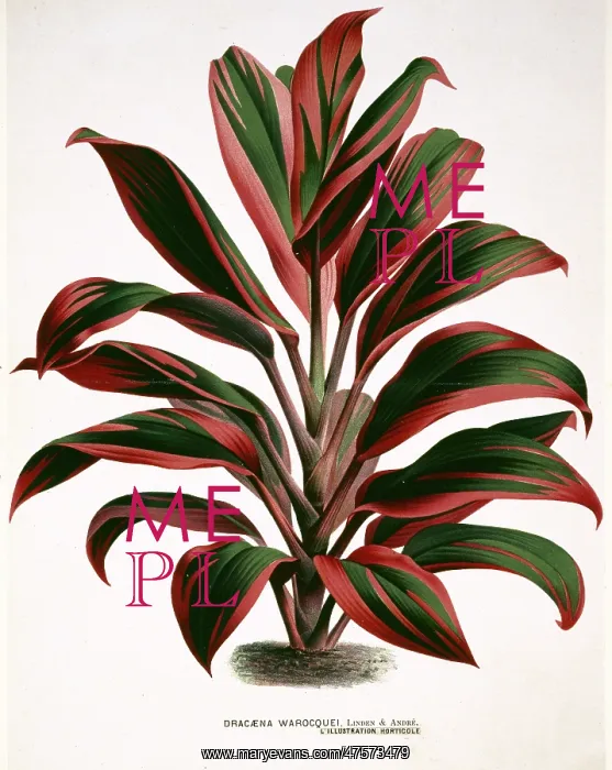 : Dracaena warocquei, cordyline : Dracaena warocquei, cordyline