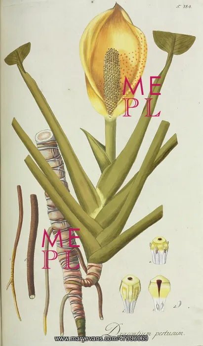 : Dracontium percusum : Dracontium percusum