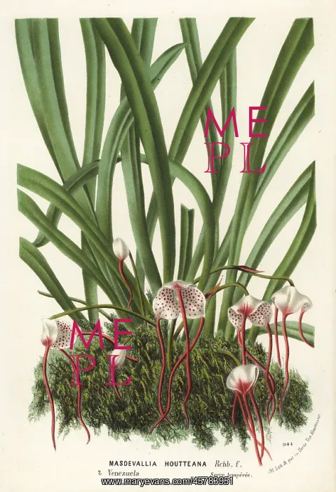: Dracula houtteana orchid : Dracula houtteana orchid