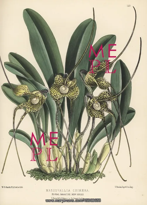 : Dracula nycterina orchid : Dracula nycterina orchid