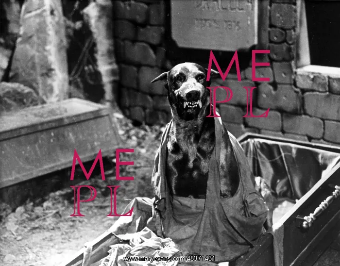 : DRACULA'S DOG : DRACULA'S DOG