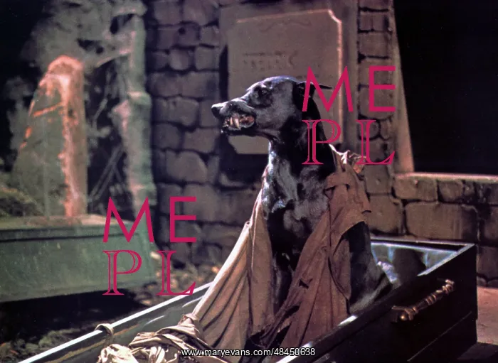 : DRACULA'S DOG : DRACULA'S DOG
