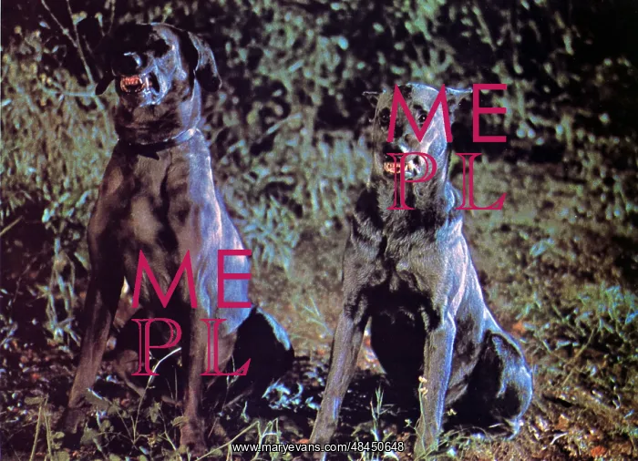 : DRACULA'S DOG : DRACULA'S DOG
