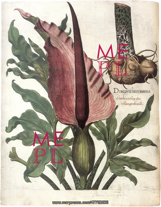 : Dracunuculus Vulgaris : Dracunuculus Vulgaris