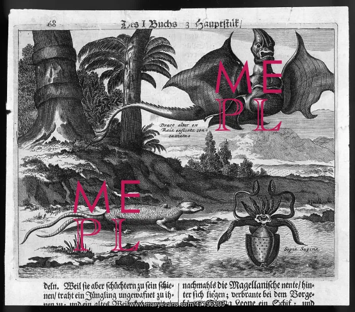 : Dragon (De Bry) : Dragon (De Bry)