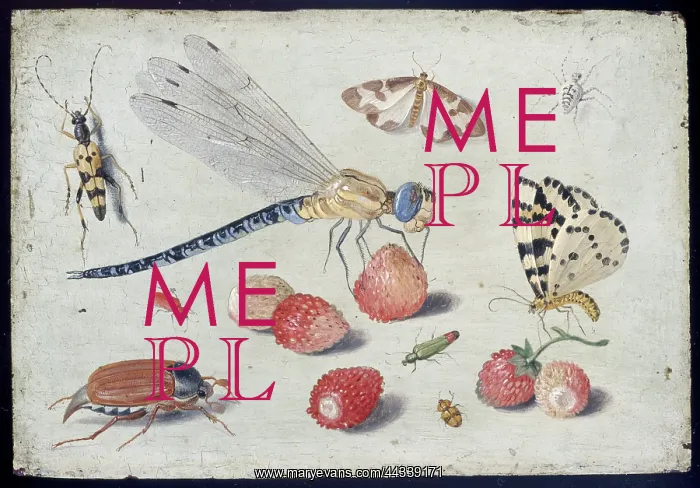 : A Dragon-fly, two Moths, a Spider and some Beetles : A Dragon-fly, two Moths, a Spider and some Beetles