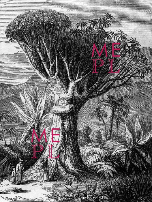  : Dragon Tree