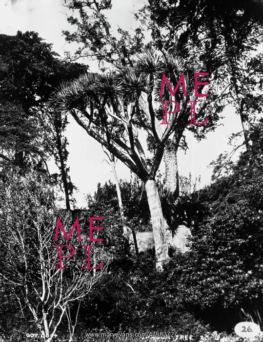 : Dragon Tree, Tenerife 1873 : Dragon Tree, Tenerife 1873