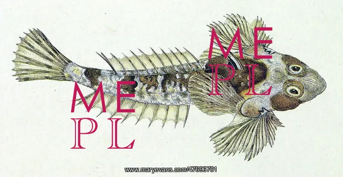  : Dragonet
