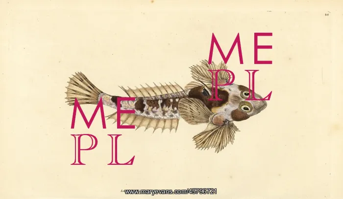 : Dragonet, Callionymus lyra : Dragonet, Callionymus lyra