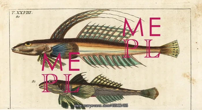 : Dragonet, Callionymus lyra : Dragonet, Callionymus lyra