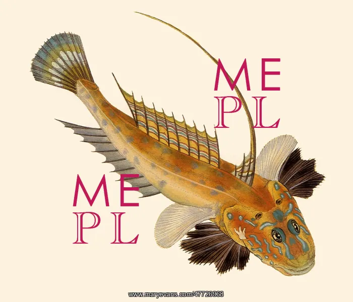  : Dragonet, Callionymus lyra