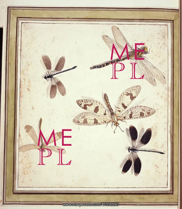 : Dragonflies and damselflies : Dragonflies and damselflies
