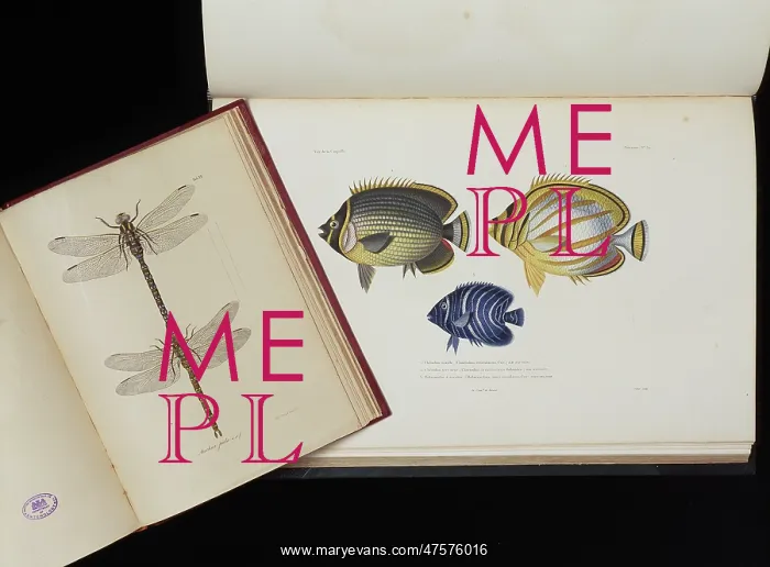 : Dragonflies and Fish : Dragonflies and Fish