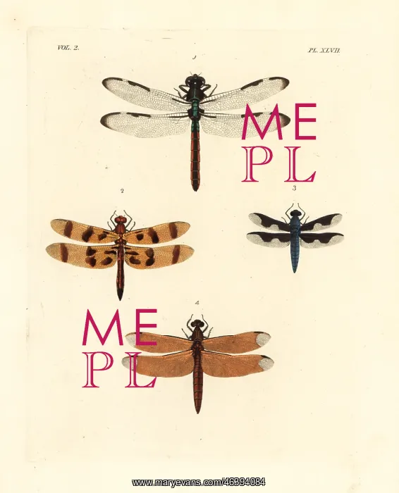 : Dragonflies and skimmers : Dragonflies and skimmers