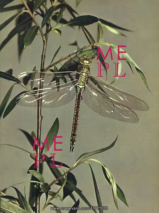 : Dragonfly : Dragonfly