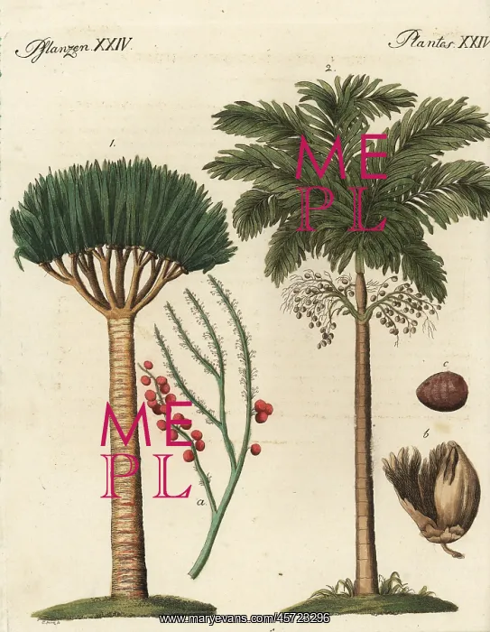 : Dragon's blood palm and areca palm trees : Dragon's blood palm and areca palm trees