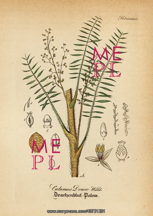 : Dragon's blood palm, Daemonorops draco : Dragon's blood palm, Daemonorops draco