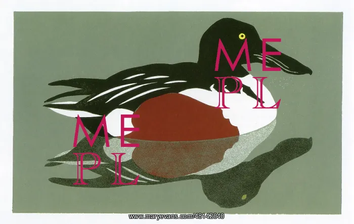 : Drake Shoveler : Drake Shoveler
