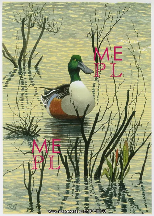  : Drake Shoveler duck