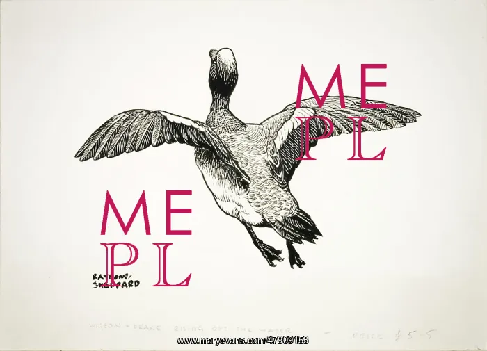 : Drake Wigeon taking off : Drake Wigeon taking off