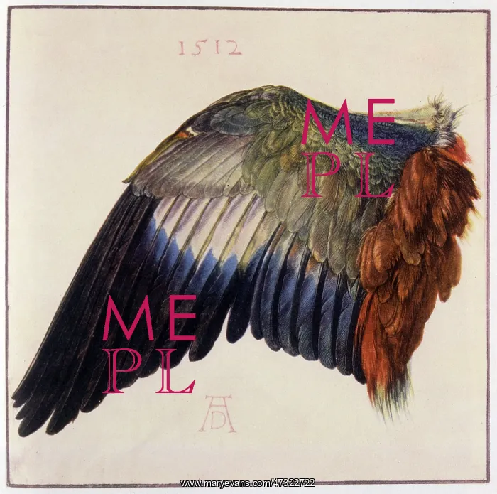  : A drawig of a Wing by Albrecht Durer