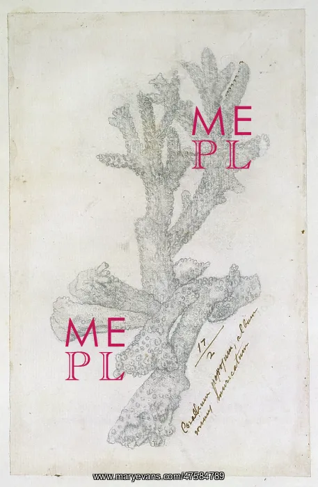 : Drawing labelled coral : Drawing labelled coral