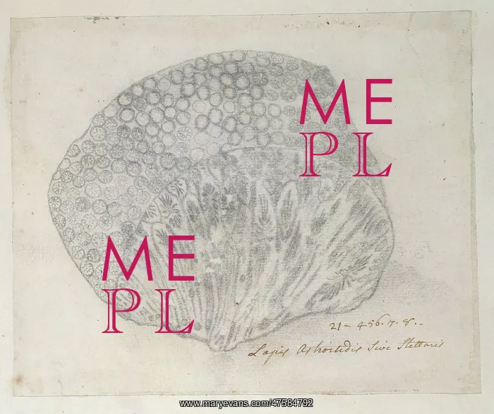  : Drawing labelled Coral