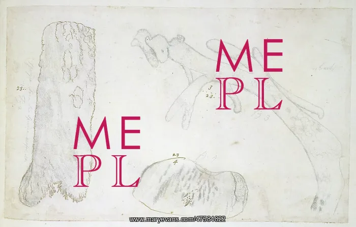: Drawing labelled Coral : Drawing labelled Coral