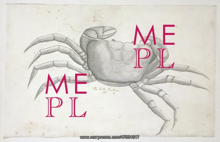 : Drawing labelled Land crab : Drawing labelled Land crab