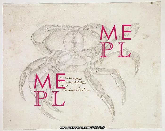 : Drawing labelled Land crab : Drawing labelled Land crab