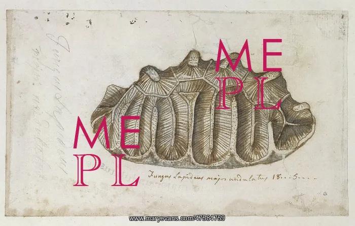  : Drawing labelled Sponge