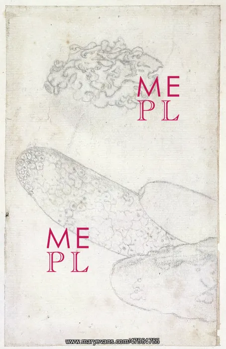 : Drawing labelled Sponge and coral : Drawing labelled Sponge and coral