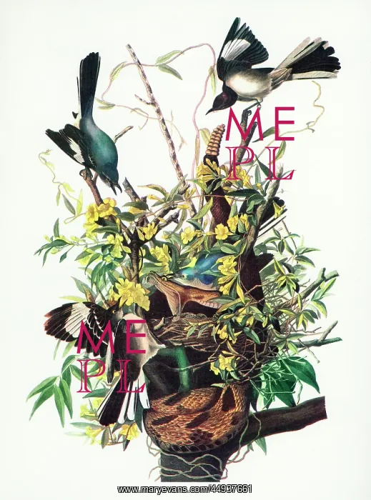 : Drawing of Mockingbird (Mimus Polyglottos) Nest Being : Drawing of Mockingbird (Mimus Polyglottos) Nest Being
