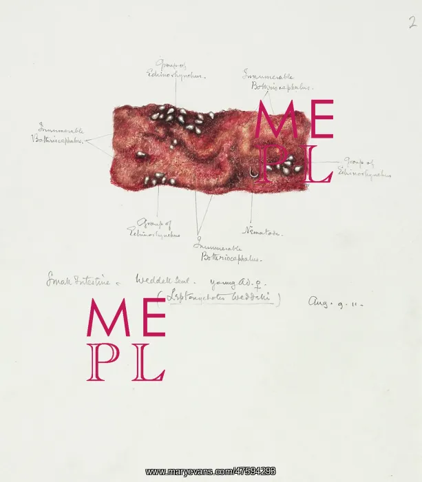 : Drawing of a seal intestine : Drawing of a seal intestine