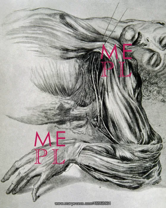 : Drawing from a study of anatomy. Human muscles of the arms : Drawing from a study of anatomy. Human muscles of the arms