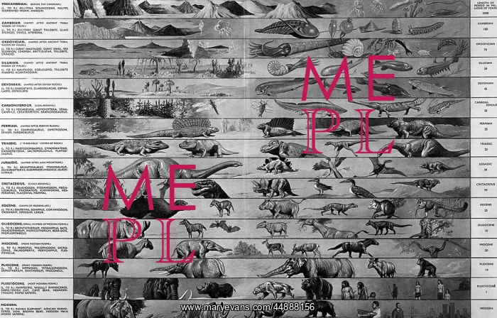  : Drawing Of Time Line Of Evolution