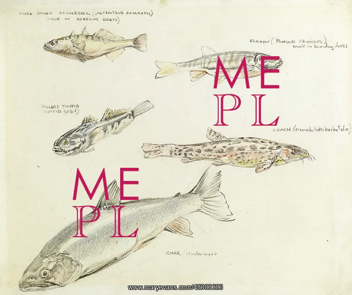  : Drawing of various fish