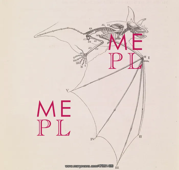 : Drawing of the wing of a bat from Owen's book On the Nature : Drawing of the wing of a bat from Owen's book On the Nature