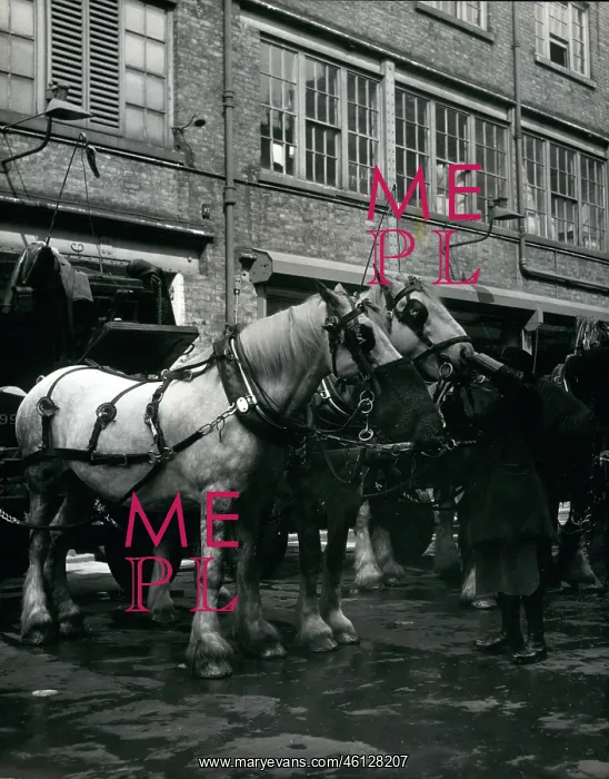 : Dray horses to pull Speaker's coach to Coronation, London : Dray horses to pull Speaker's coach to Coronation, London