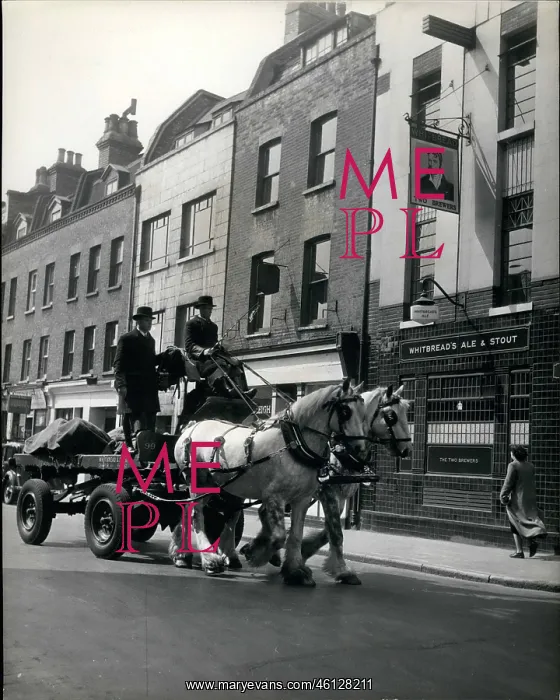 : Dray horses to pull Speaker's coach to Coronation, London : Dray horses to pull Speaker's coach to Coronation, London