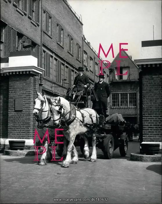 : Dray horses to pull Speaker's coach to Coronation, London : Dray horses to pull Speaker's coach to Coronation, London